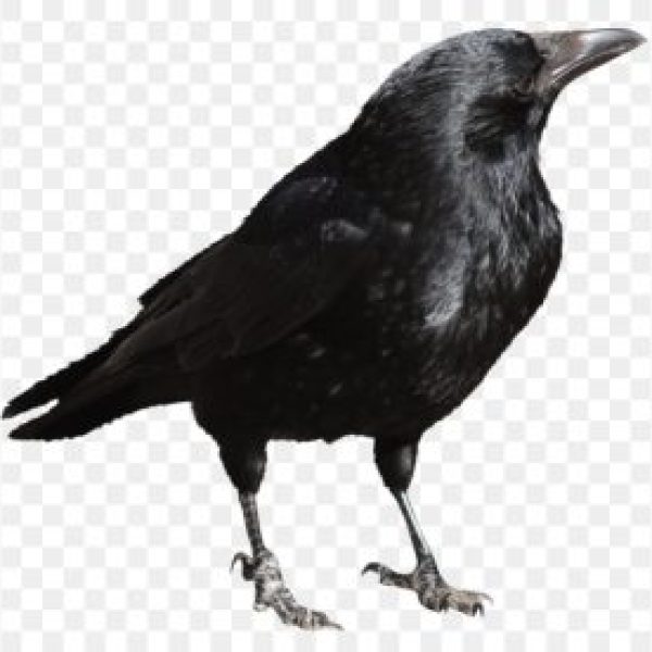 crow-transparent-png-picture-5a1d5af317c707.2493804315118732670974