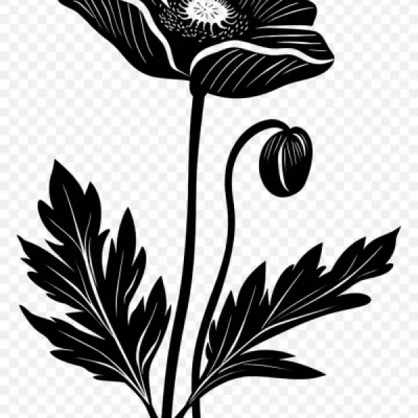 transparent-flower-silhouette-black-and-white-poppy-sketch-delicate-beauty66025d28d702f4.97846396 (1)